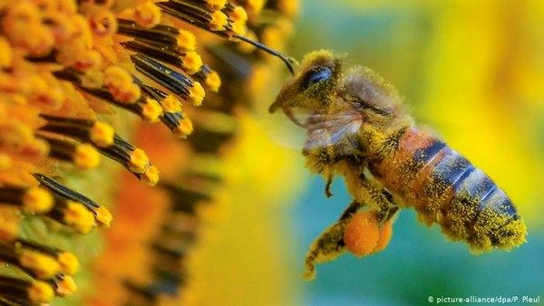 Какой улей выбрать пчеловоду: советы пчеловодам